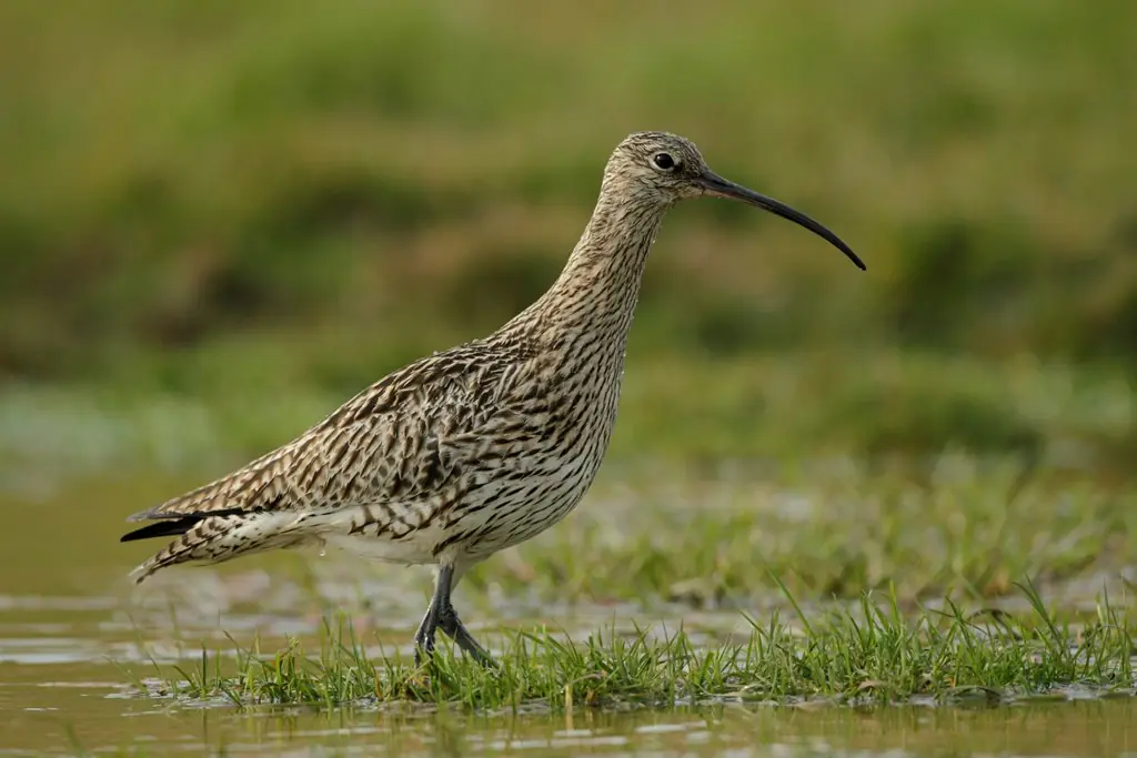 A Curlew walking through water
